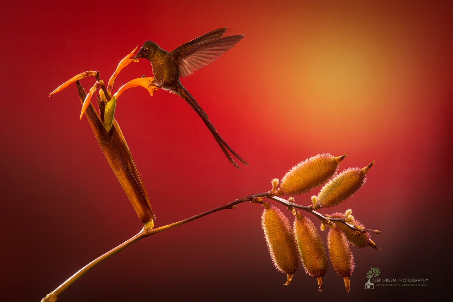 BEHIND THE IMAGE | Sunset hummingbirds — Deep Green Photography